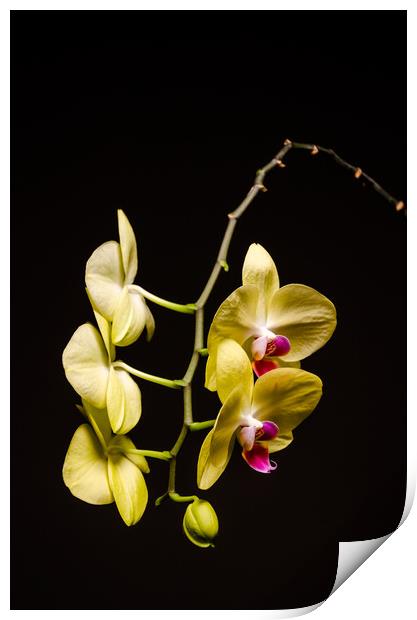 Yellow Orchid Still Life Print by Mike C.S.