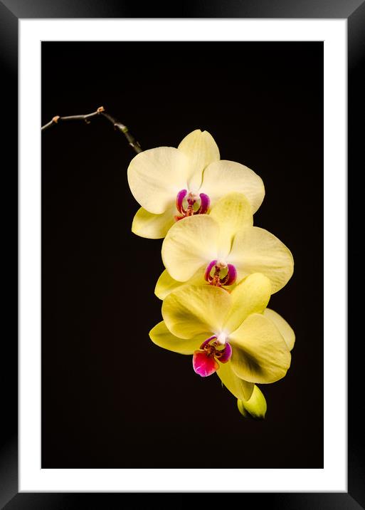 Yellow Orchid Still Life Framed Mounted Print by Mike C.S.