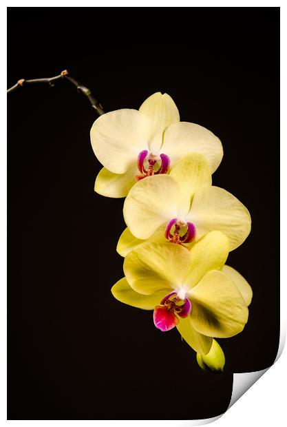 Yellow Orchid Still Life Print by Mike C.S.