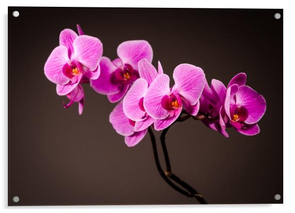 Purple Orchid Still Life Acrylic by Mike C.S.