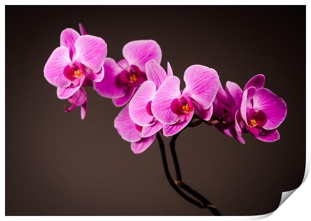 Purple Orchid Still Life Print by Mike C.S.