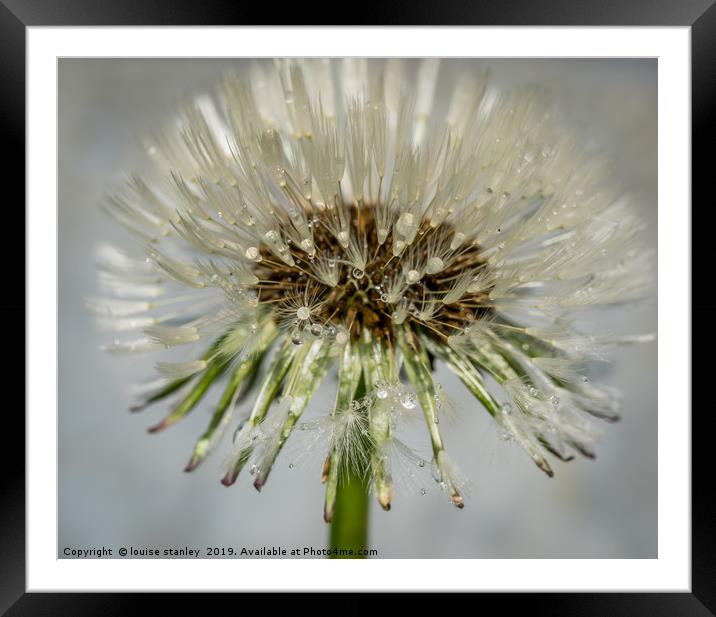 Dandelion after the rain Framed Mounted Print by louise stanley