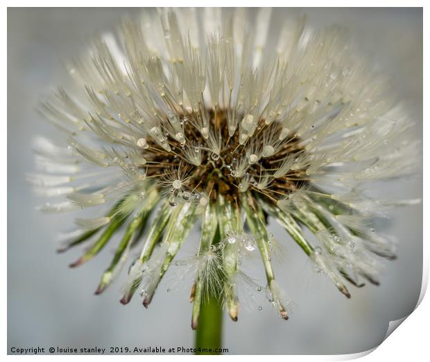Dandelion after the rain Print by louise stanley