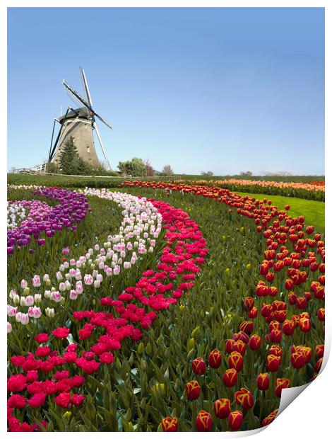Colorful Dutch tulip farm nested to a majestic win Print by Ankor Light