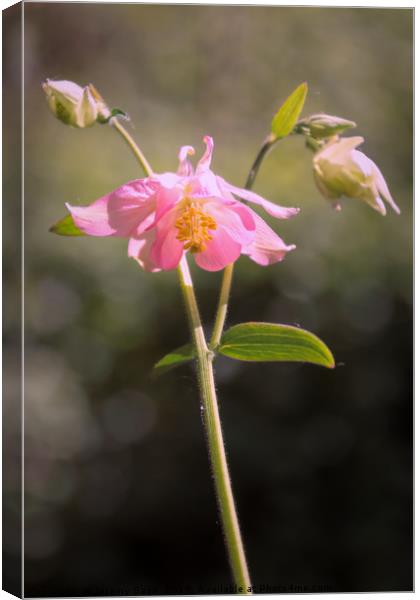 Enchanting Pink Aquilegia Canvas Print by Jeremy Sage