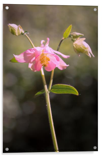 Enchanting Pink Aquilegia Acrylic by Jeremy Sage