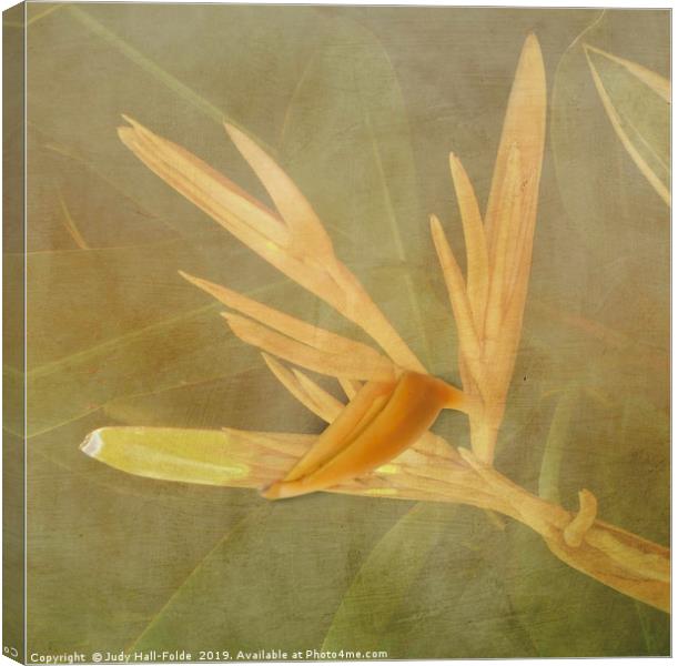 Tropical Bird of Paradise Canvas Print by Judy Hall-Folde