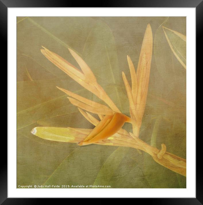 Tropical Bird of Paradise Framed Mounted Print by Judy Hall-Folde