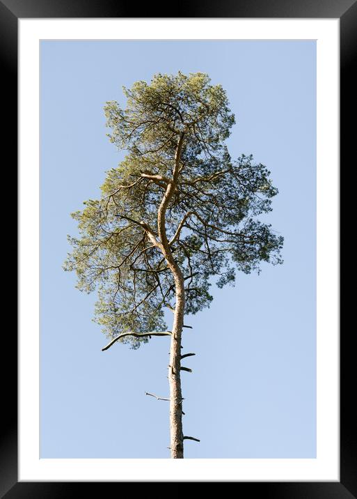 Single Coniferous Tree  Framed Mounted Print by Mike C.S.