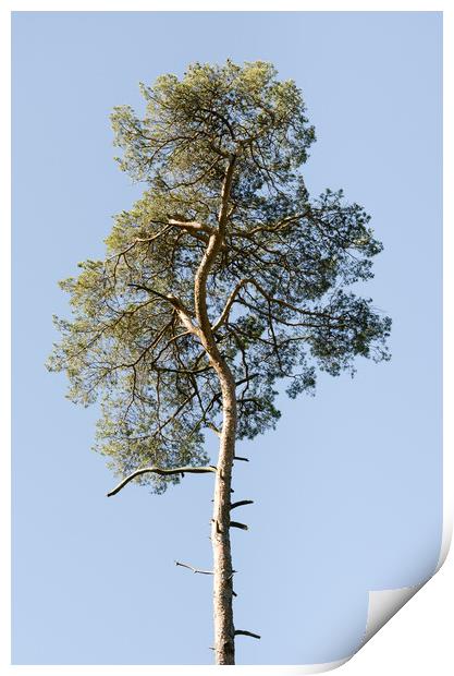 Single Coniferous Tree  Print by Mike C.S.