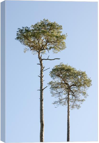 Coniferous Trees  Canvas Print by Mike C.S.