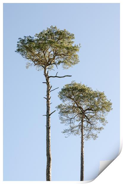 Coniferous Trees  Print by Mike C.S.