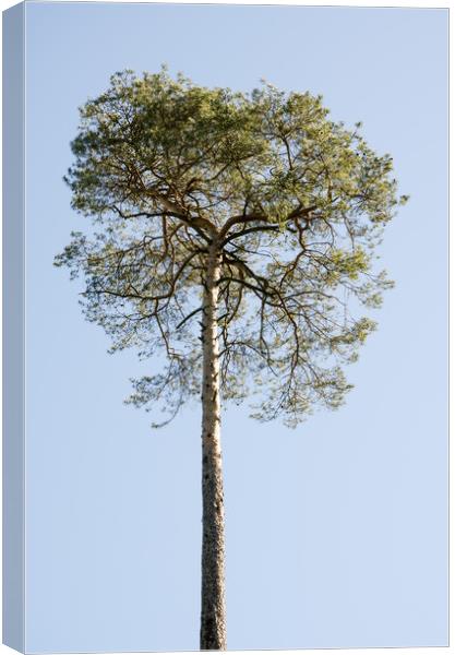 Single Coniferous Tree  Canvas Print by Mike C.S.