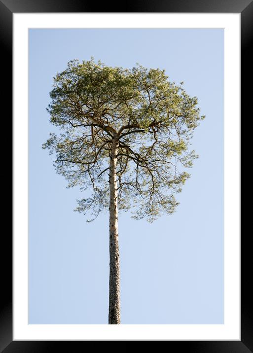 Single Coniferous Tree  Framed Mounted Print by Mike C.S.