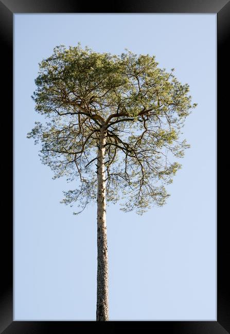 Single Coniferous Tree  Framed Print by Mike C.S.