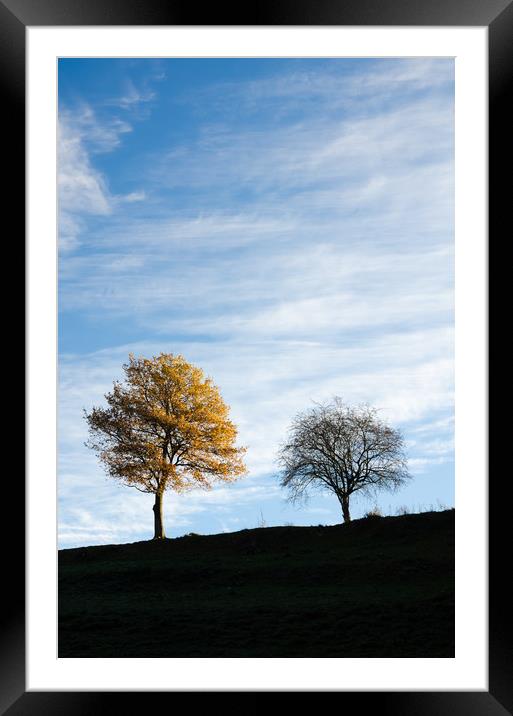 Two trees in autumn Framed Mounted Print by Mike C.S.
