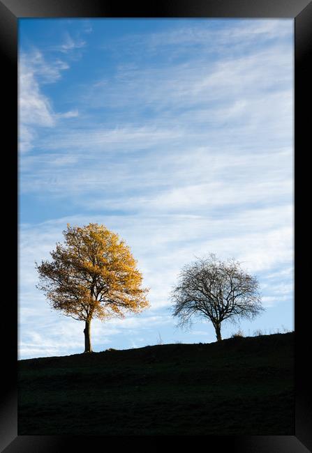 Two trees in autumn Framed Print by Mike C.S.