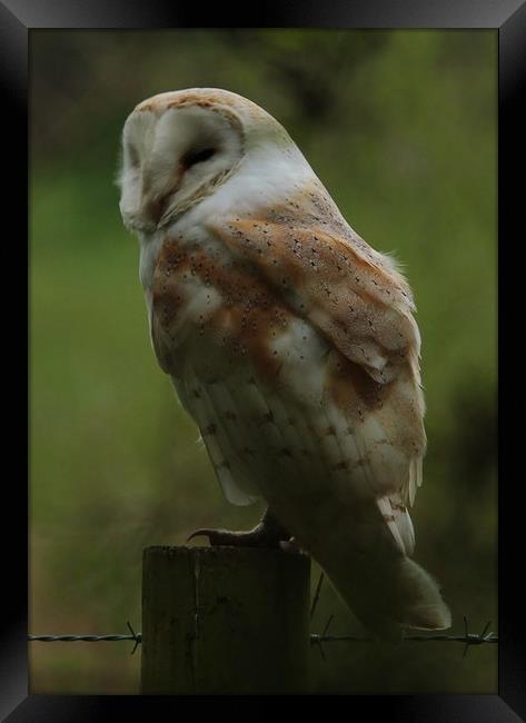 A Barn Owl Napping Framed Print by Lorraine Leversha-Capps