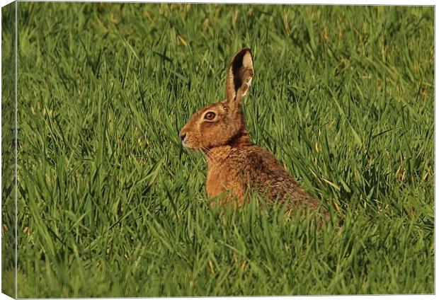 The Hare Canvas Print by Lorraine Leversha-Capps