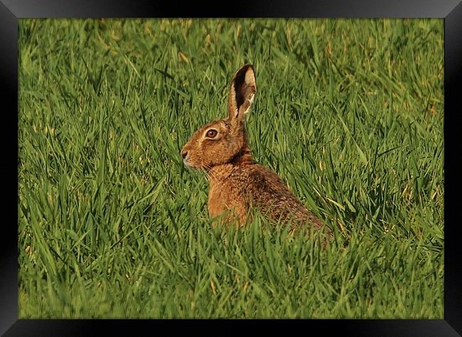 The Hare Framed Print by Lorraine Leversha-Capps