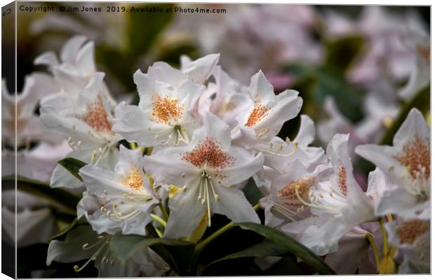 Rhododendron in full bloom Canvas Print by Jim Jones