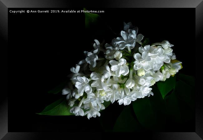 White Lilac Framed Print by Ann Garrett