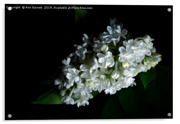 White Lilac Acrylic by Ann Garrett
