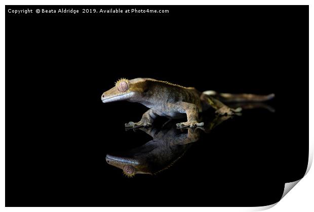 Crested gecko (Correlophus ciliatu) Print by Beata Aldridge