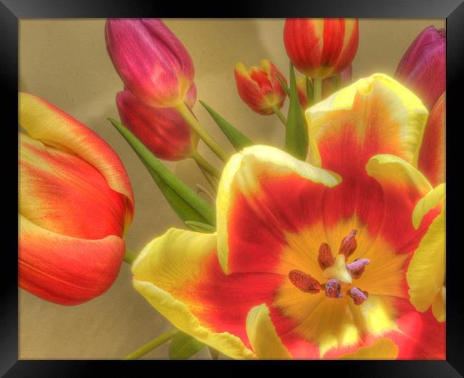 Tulips 2 Framed Print by Stuart Reid