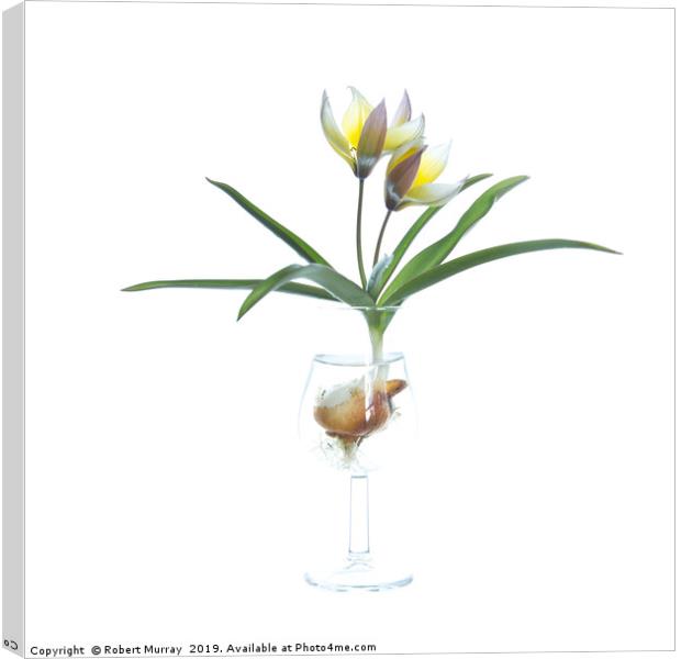 Species tulip in a tulip-shaped glass Canvas Print by Robert Murray