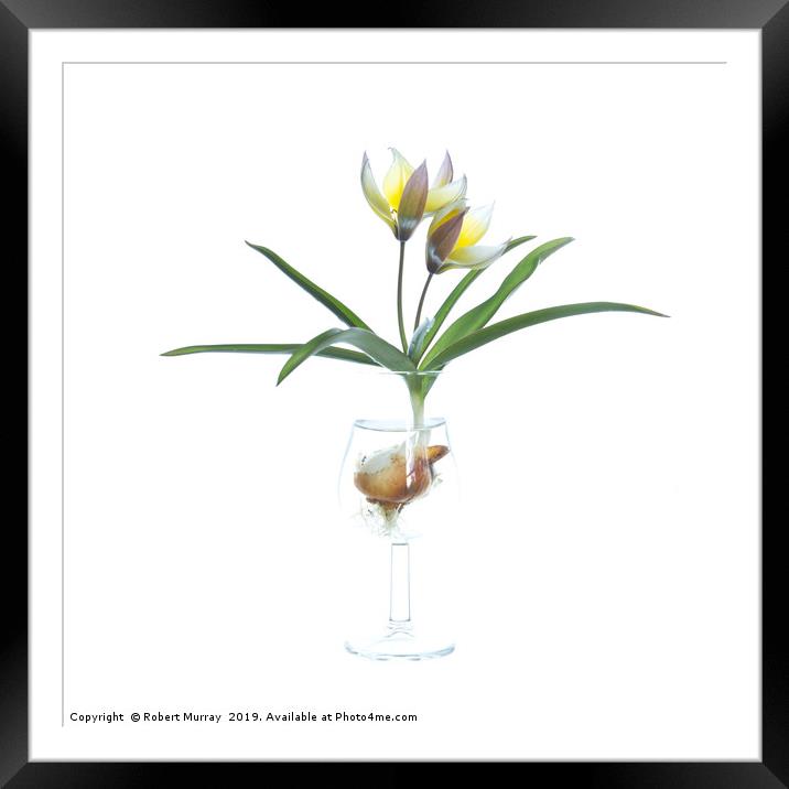 Species tulip in a tulip-shaped glass Framed Mounted Print by Robert Murray