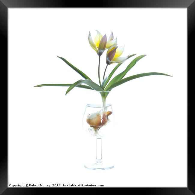 Species tulip in a tulip-shaped glass Framed Print by Robert Murray