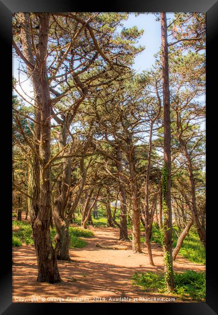 Pine Forest at Le Guet, Guernsey. Framed Print by George de Putron
