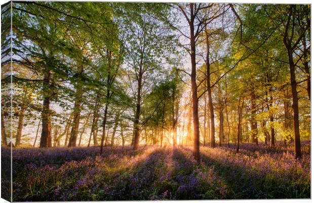 Bluebell forest at sunrise in English landscape  Canvas Print by Simon Bratt LRPS
