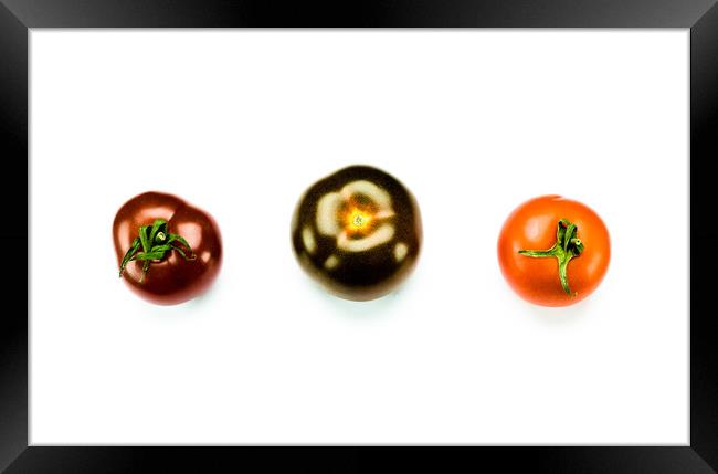 Tomato Trio Framed Print by DiFigiano Photography