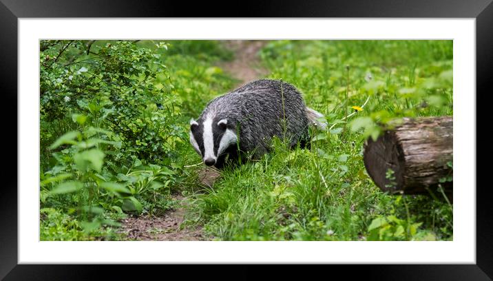 English Badger Walking along Woodland Path Framed Mounted Print by Arterra 