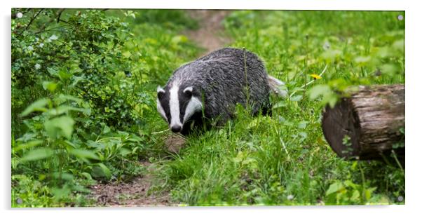 English Badger Walking along Woodland Path Acrylic by Arterra 