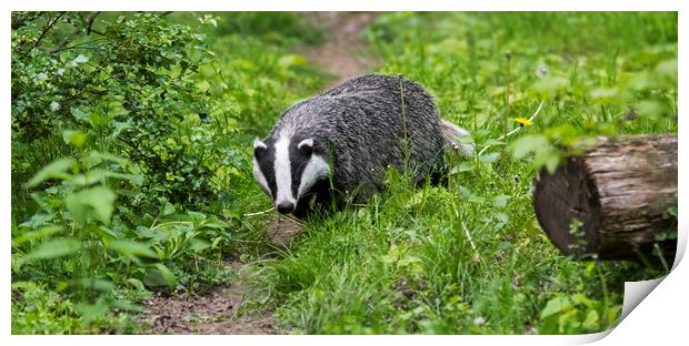 English Badger Walking along Woodland Path Print by Arterra 