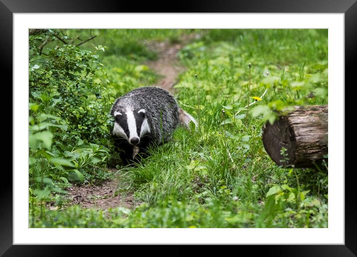 Badger on Wildlife Track Framed Mounted Print by Arterra 