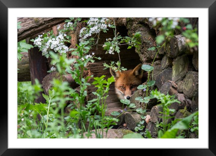 Hidden Red Fox Framed Mounted Print by Arterra 