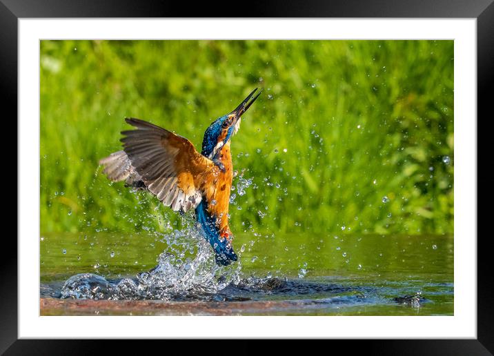 kingfisher (Alcedo atthis)  Framed Mounted Print by chris smith