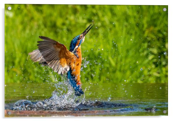 kingfisher (Alcedo atthis)  Acrylic by chris smith