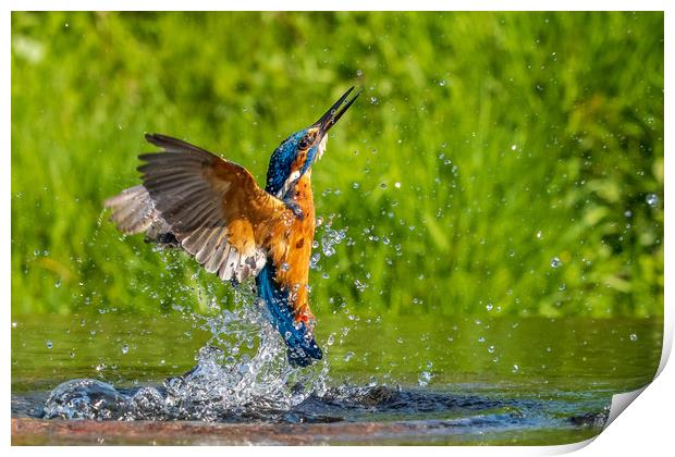 kingfisher (Alcedo atthis)  Print by chris smith