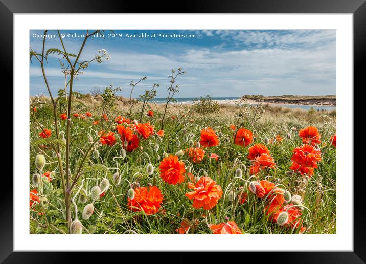 Seaside Poppies Framed Mounted Print by Richard Laidler