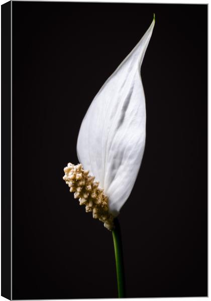 Japanese Peace Lily Canvas Print by Mike C.S.