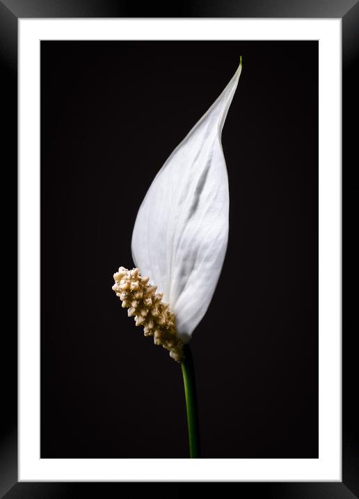Japanese Peace Lily Framed Mounted Print by Mike C.S.