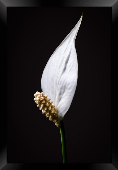 Japanese Peace Lily Framed Print by Mike C.S.