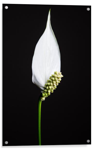 Japanese Peace Lily Acrylic by Mike C.S.