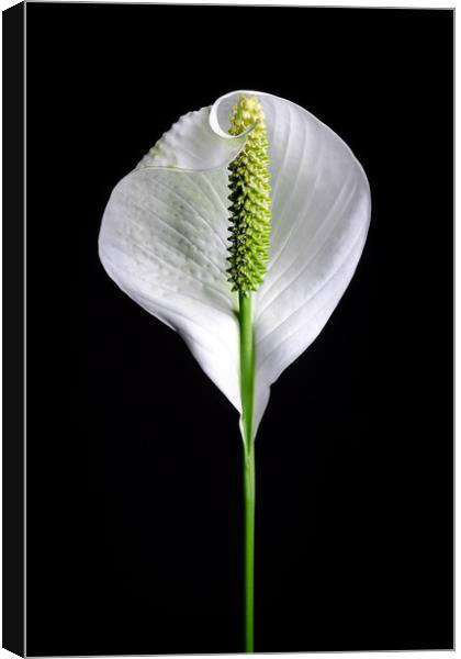Japanese Peace Lily  Canvas Print by Mike C.S.