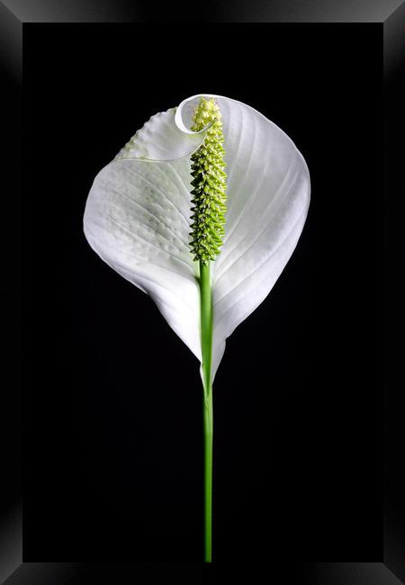 Japanese Peace Lily  Framed Print by Mike C.S.